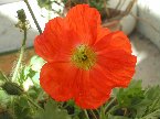 Poppy---聽老人家說，諾曼地登陸時，正是遍地的Poppy花。